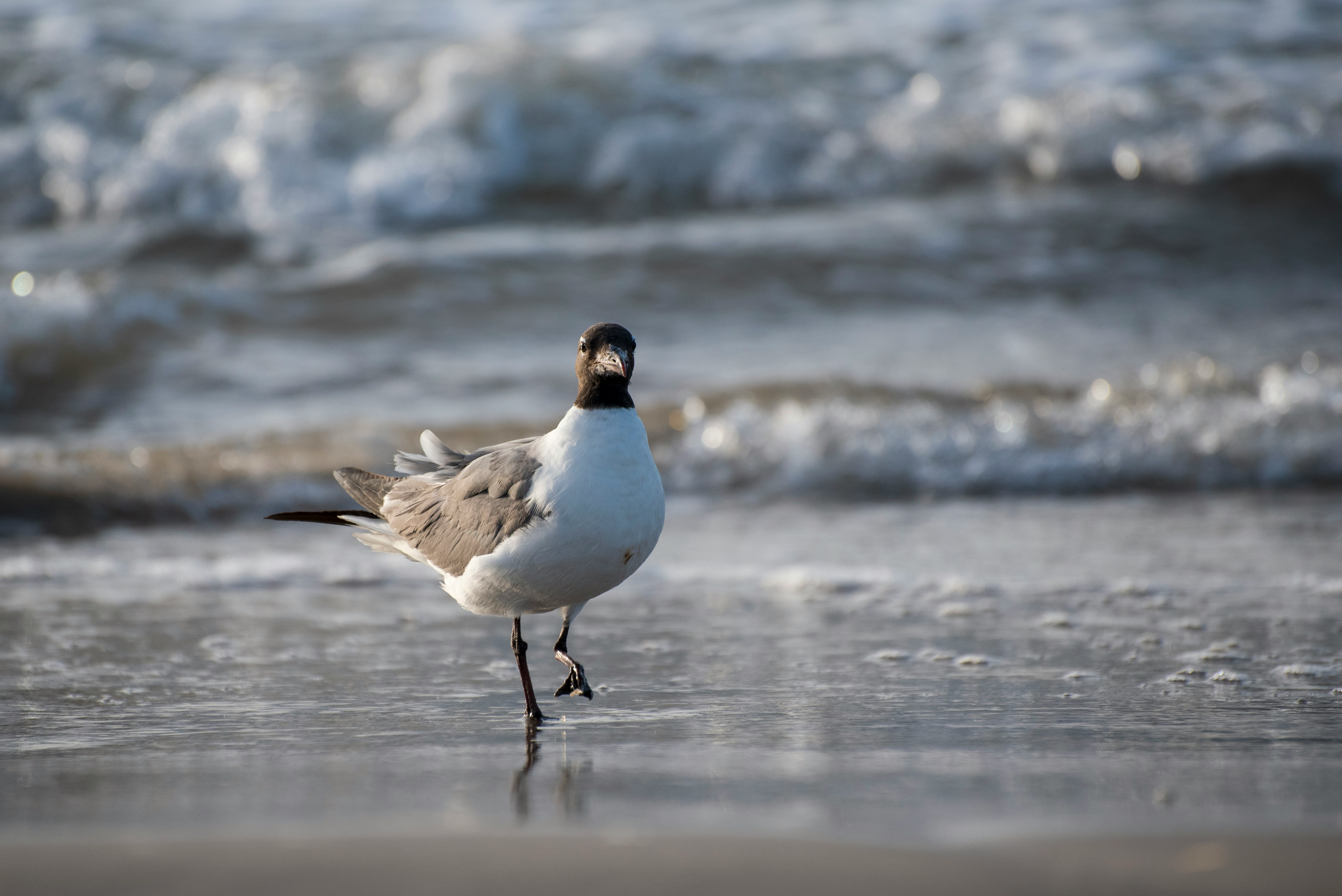 white and black bird on shore during daytime